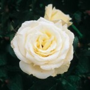 ICE CREAM (hybrid tea)